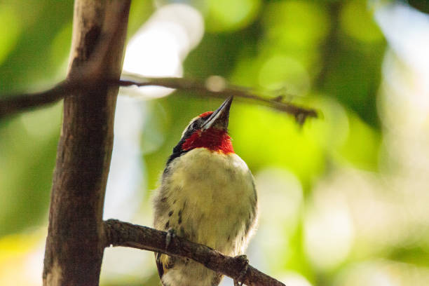 istock Black-spotted barbet Capito niger 858862428