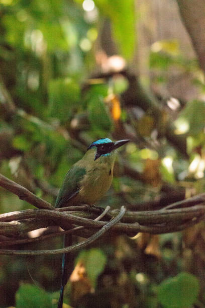 istock Blue-crowned motmot bird Momotus momota 858864678