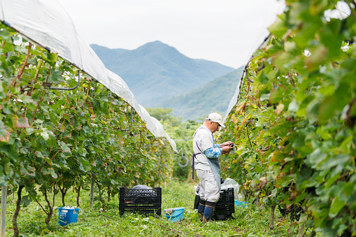 Senior Japanese man working in a vineyard collecting grapes. Okayama, Japan. September 2017