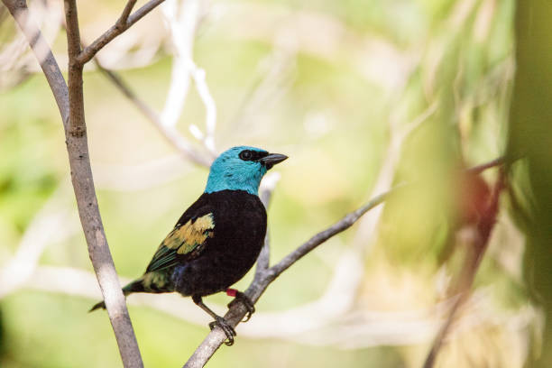 istock Blue necked tanager Tangara cyanicoilis 858864790