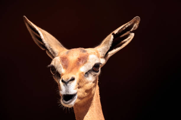 Southern Gerenuk Litocranius walleri are found in Tanzania