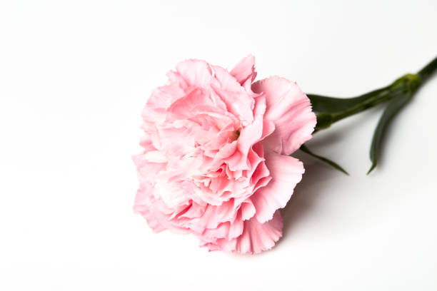 istock Pink carnation flower on white background 858867684