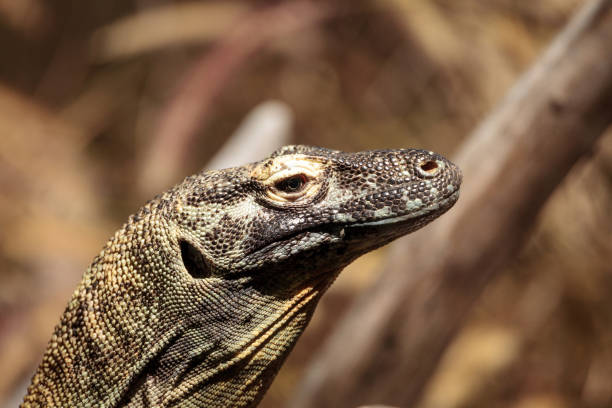 istock Komodo dragon, Varanus komodoensis 858870918