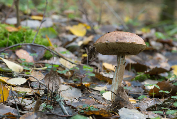 istock Old Leccinum mushroom growing among leafs 858871910