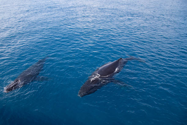 istock Two humpback whales in the Kimberley, Australia 858877394