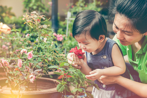 Asian mother and daughter admiring for red rose flowers and nature around backyard. Happy family having fun at garden. Concept about outdoors for children on summer day with sunlight. Vintage tone.