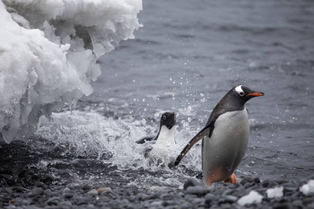 istock An Adelie and a Gentoo Penguin 858877986