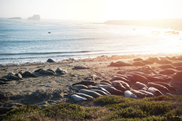 Large Group of Elephant Seals Lying on the Beach During Sunset