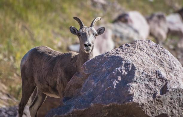 istock Peak to Peak Scenic Highway 858878900