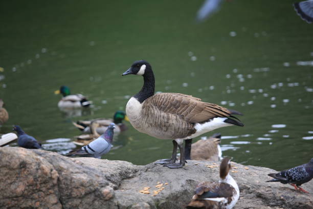 istock duck in new york central park 858887912