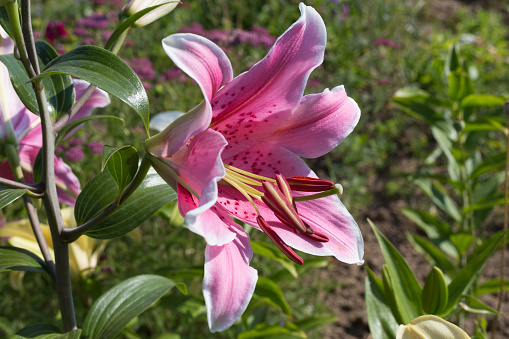 on a very sunny day in july in south germany you see details and colors of single closeup  cottage country flowers in garden ambiance of farmhouse with great orange red and pink and blue colors