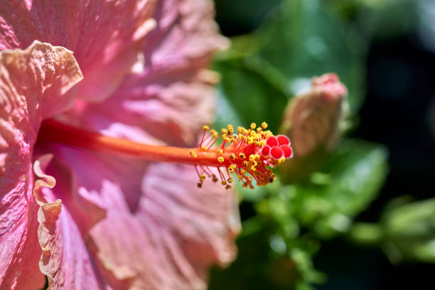 pale pink and yellow hibiscus flower stock photo