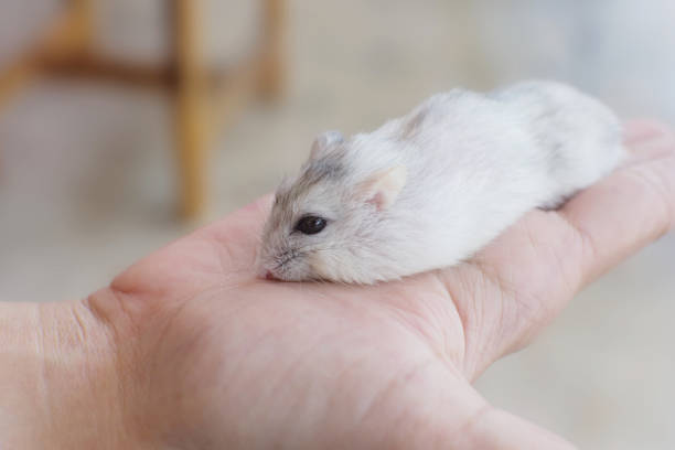 istock Little winter white hamster sleep on hand 858891882