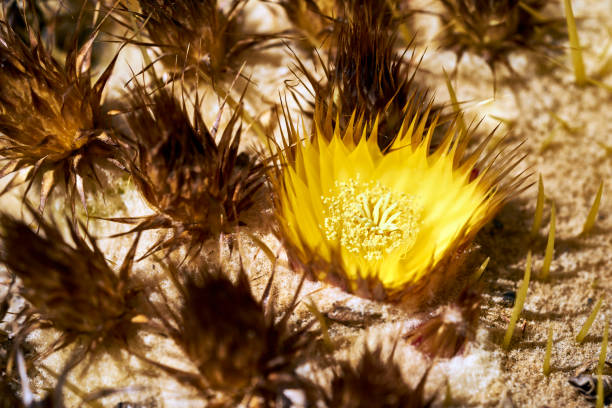 bright yellow blossom on barrell cactus stock photo