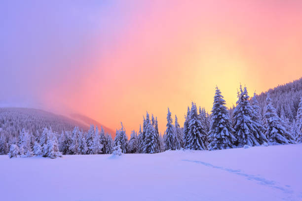 belo rosa brilho do sol ilumina as paisagens pitorescas com justas árvores cobertas de neve e montanhas altas. - rural scene winter outdoors horizontal - fotografias e filmes do acervo