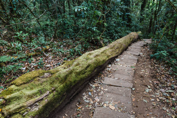 Fallen log with moss on it along the path to the forest at Kew Mae Pan Mountain Ridge in Chiang Mai, Thailand.