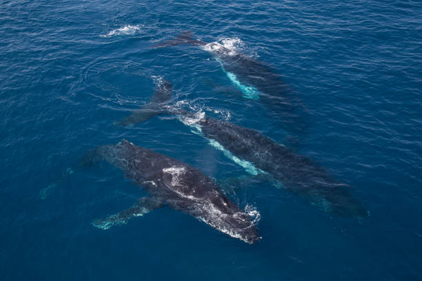 istock Humpback whales gather on the breeding grounds off the Kimberley Coast. 858895294