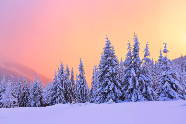 istock Nice curved fair trees covered with thick layer of snow are enlightened by pink yellow sunset in winter day. Fabulous winter background for a leaflet. 858895372