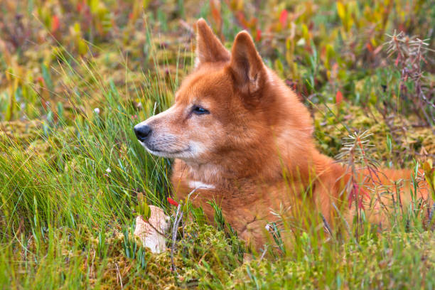 finnish spitz in the grass portrait of finnish spitz in the grass spitz type dog stock pictures, royalty-free photos & images