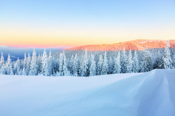 il mattino presto raggio di sole ripara cielo e foresta coperta di neve, disegnando la strada per avventuroso viaggiatore estremo. - ski trace foto e immagini stock