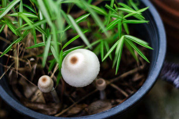 マッシュルーム - edible mushroom food fungus isolated ストックフォトと画像