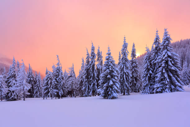 istock Marvelous winter sunrise high in the mountains in beautiful forests and fields. Fabulous winter background for a leaflet. 858899816