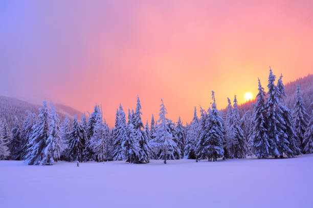 sunrise erleuchtet, himmel, berge und bäume stehen in schneewehen bedeckt durch gefrorenen schnee mit gelben glanz. winterlandschaft für prospekte. - winter sunrise mountain snow stock-fotos und bilder