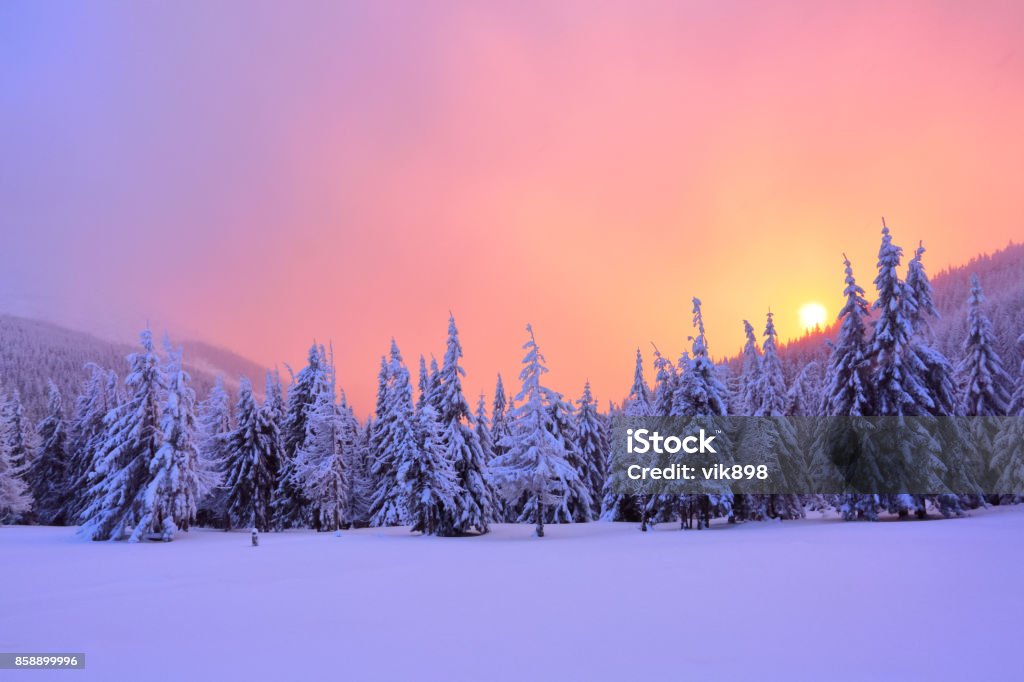 Sunrise enlightens sky, mountain and trees standing in snowdrifts covered by frozen snow with yellow shine. Winter landscape for leaflets. Winter Stock Photo