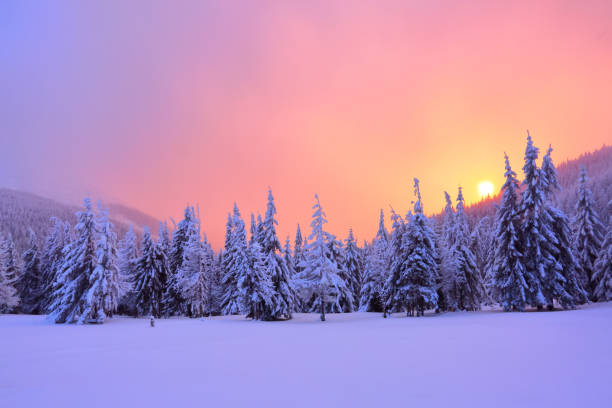 восход солнца просветляет небо, горы и деревья, стоящие в сугробах, покрытых замерзшим снегом с желтым блеском. зимний пейзаж для листовок. - winter sunrise mountain snow стоковые фото и изображения