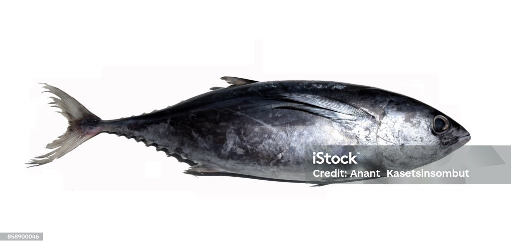 Longtail tuna on white background Longtail tuna or Northern bluefin tuna , Sea Fish isolated on white background,Thunnus tonggo Bluefin Tuna Stock Photo