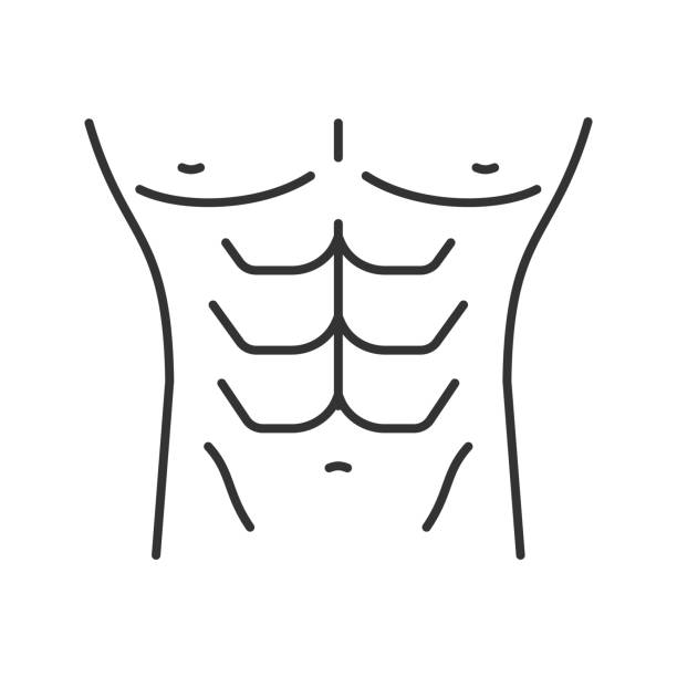 Muscular male torso icon Muscular male torso linear vector icons. Thin line abdominal muscle stock illustrations