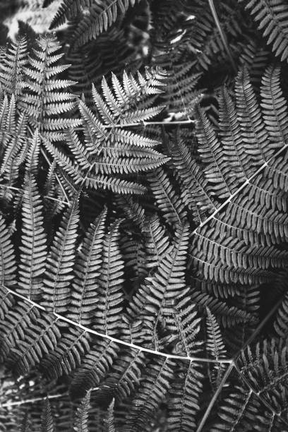 istock Fern leaves in black and white 858902158