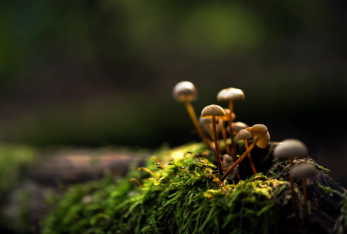 Small mushrooms growing on a moss lit by sun