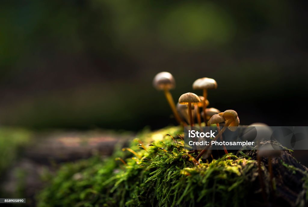 Small mushrooms growing on a moss Small mushrooms growing on a moss lit by sun Mushroom Stock Photo