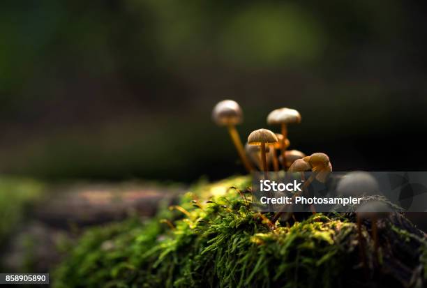 Small Mushrooms Growing On A Moss Stock Photo - Download Image Now - Mushroom, Forest, Environmental Conservation