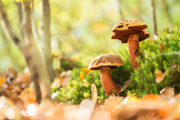 istock Two boletus erythropus growing in the forest 858905894