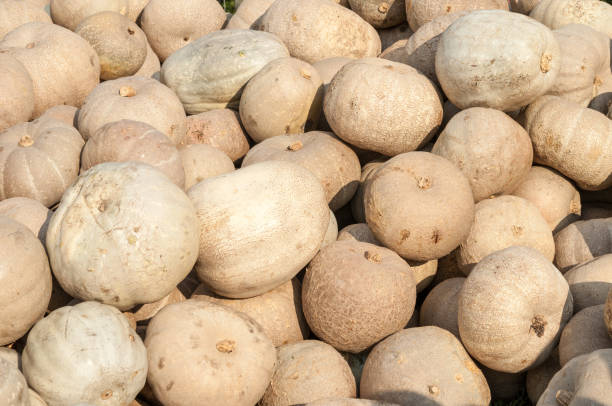 istock ripe autumn pumpkins 858906142
