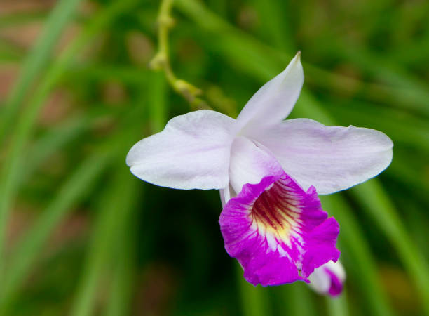 istock Orchid white and purple 858906304