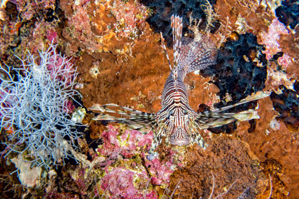 istock Scorpion Lion fish portrait while diving indonesia 858906356