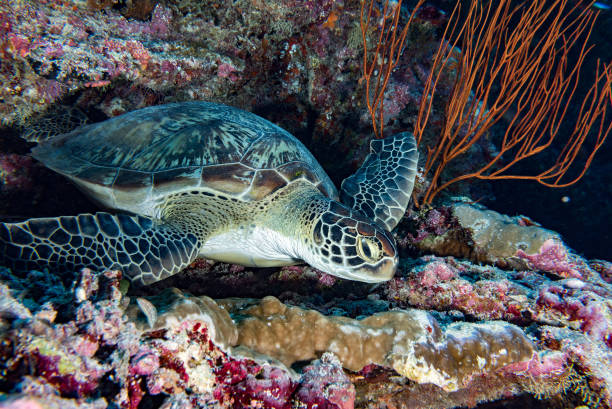 istock turtle coming to you underwater 858906444