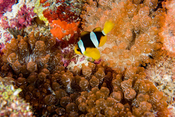 istock Clown fish inside red anemone in indonesia 858906686