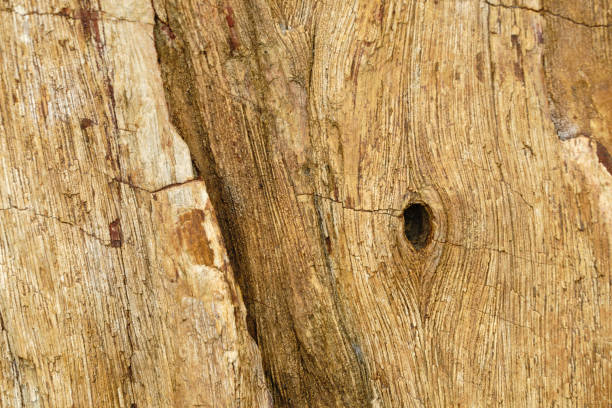 skamieniałe drewno lub skamieniałe pnie drzew z okresu triasu , zbliżenie tekstury. - primitive times zdjęcia i obrazy z banku zdjęć