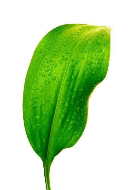 istock green leaf with drops of water 858910290