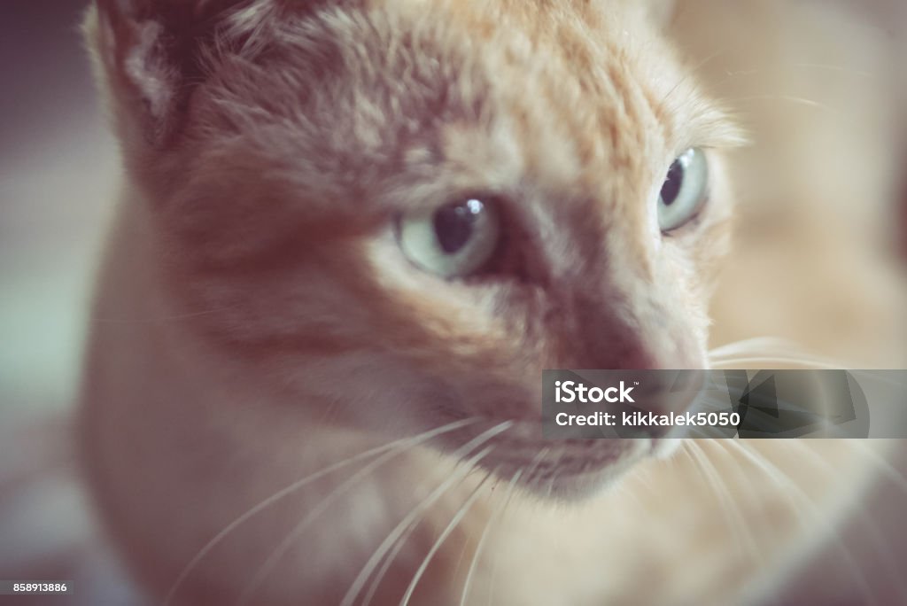 soft focus cateyes and face Animal Stock Photo