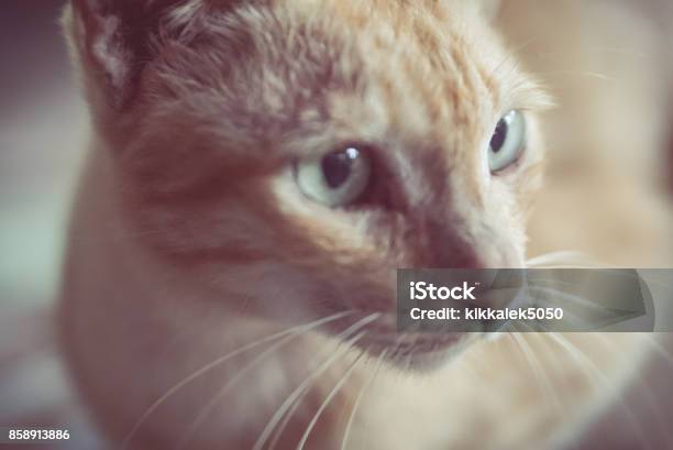 Soft Focus Cateyes And Face Stock Photo - Download Image Now - Animal, Animal Body Part, Animal Eye