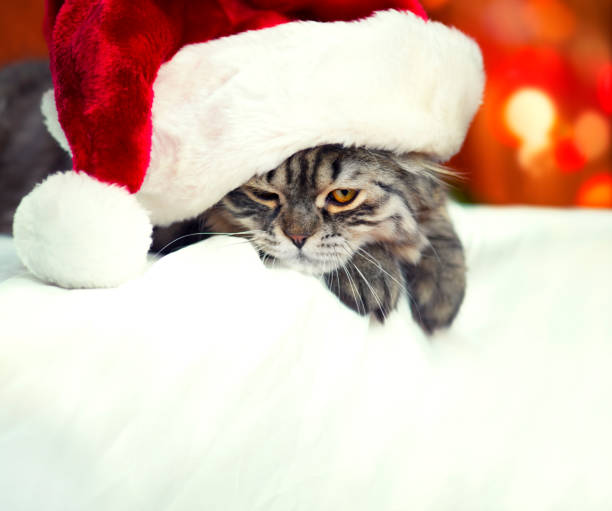 istock Little Kitty Wearing Santa's Hat 858914226