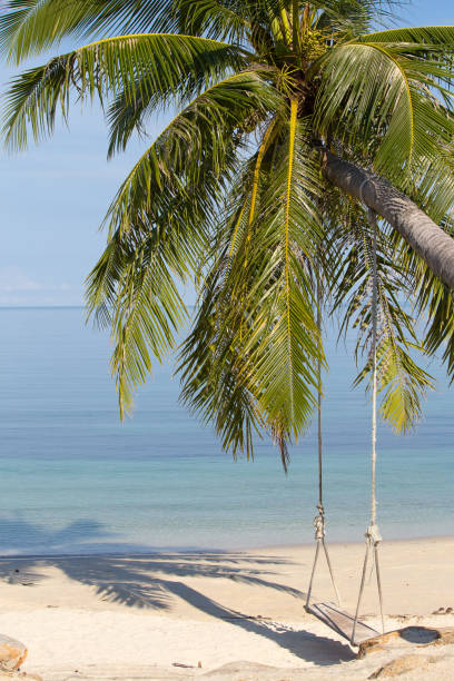 istock Coconut palm tree on the beach, Thailand 858914464