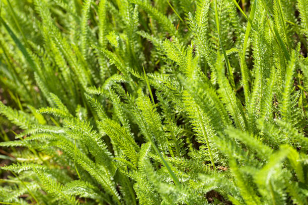 istock wild plants on the ground 858918212