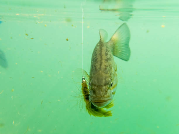 istock Smallmouth bass Underwater Hook in Mouth is Sunfish Pan fish 858920380