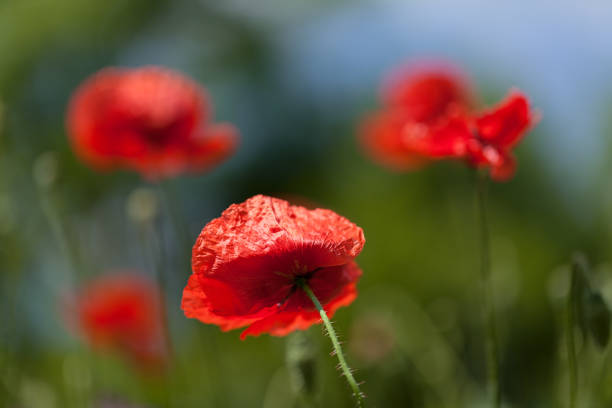istock wild mountain red poppy 858920584